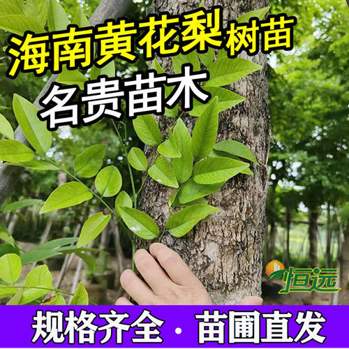 海南黄花梨树苗大树降香黄檀