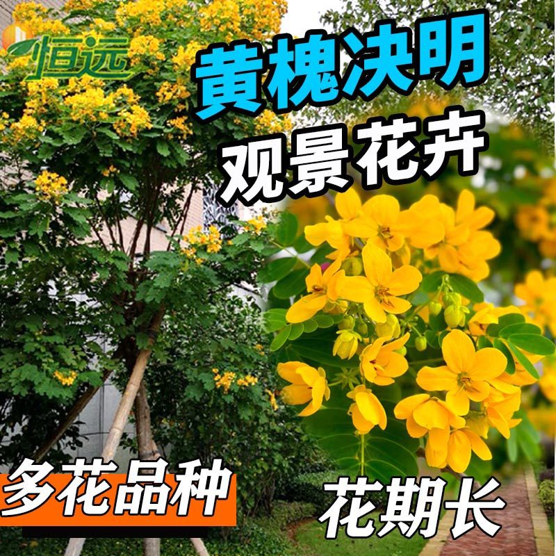 黄槐决明树苗黄花槐苗庭院别墅绿化风景树盆栽地栽观赏树四季开花