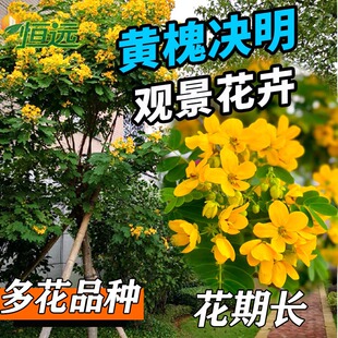 黄槐决明树苗黄花槐苗庭院别墅绿化风景树盆栽地栽观赏树四季开花