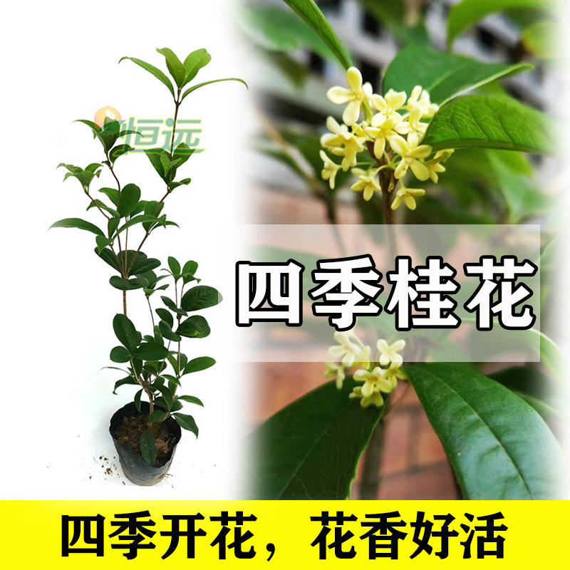 四季桂花大小树苗浓香型庭院盆景图片