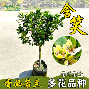 含笑花树苗盆栽芳香植物四季常青浓香花卉庭院地栽耐寒当年开花