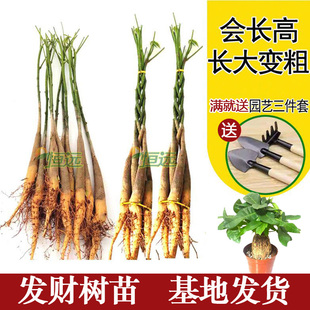 发财树苗小苗辫子树桌面招财树大小盆栽植物室内客厅发财摇钱树