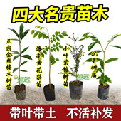 名贵苗木金丝楠木树苗正宗奇楠沉香树苗小叶紫檀香海南黄花梨树苗