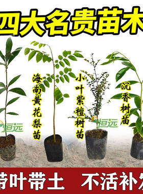 名贵苗木金丝楠木树苗正宗奇楠沉香树苗小叶紫檀香海南黄花梨树苗
