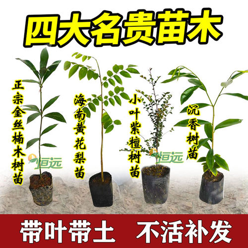 正宗金丝楠木树苗奇楠沉香黄花梨