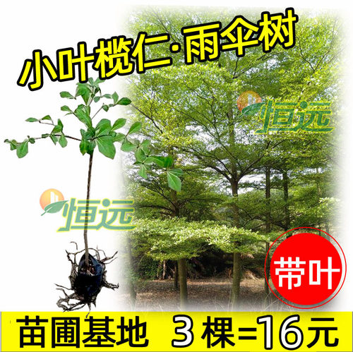 小叶榄仁树苗雨伞树细叶榄仁苗