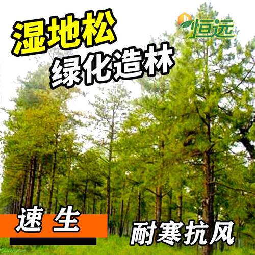 湿地松树苗耐寒院绿化造林木苗