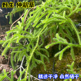 野生伸筋草贵州深山地道中药材舒筋草石松立狮子藤金毛草干货包邮