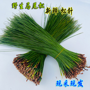 野生天然新鲜松针马尾松针松叶蒸包子蒸饺松叶泡茶泡酒做酵素材料
