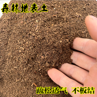 森林腐殖土森林地表营养土龟微生态环境垫底土松软透气天然营养土