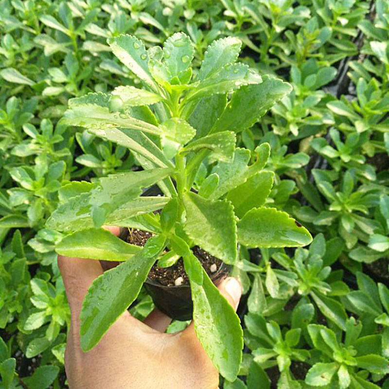 新鲜养心菜苗救心菜种子种籽蔬菜苗盆栽食用香草苗 花卉绿植种苗