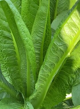 油麦菜种籽种子孑青菜小白菜苋菜木耳菜香菜四季春播季籽种大全