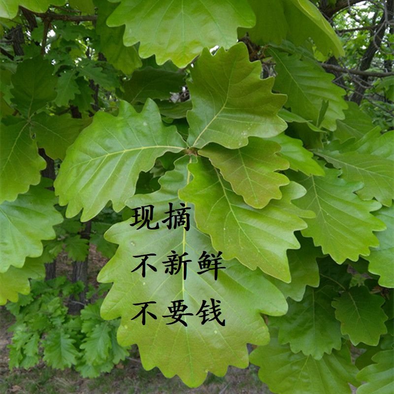 粽叶柞树菠萝叶30片天然无公害玻璃叶包粽子野生桲椤叶 3份包邮