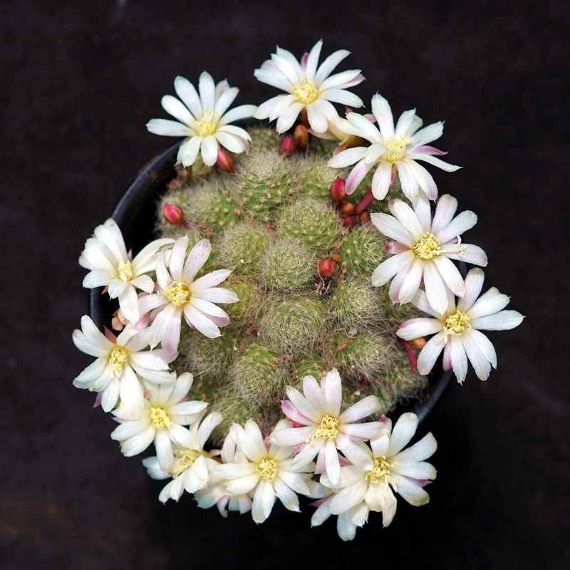 银蝶丸群生一物一拍宝山属子孙球属开花仙人球仙人掌多肉植物