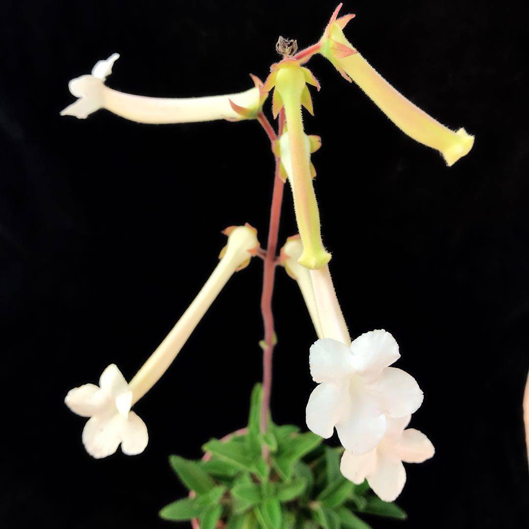 白岩香白花断崖女王 超级浓香型开花块根一物一拍非偏远68包邮