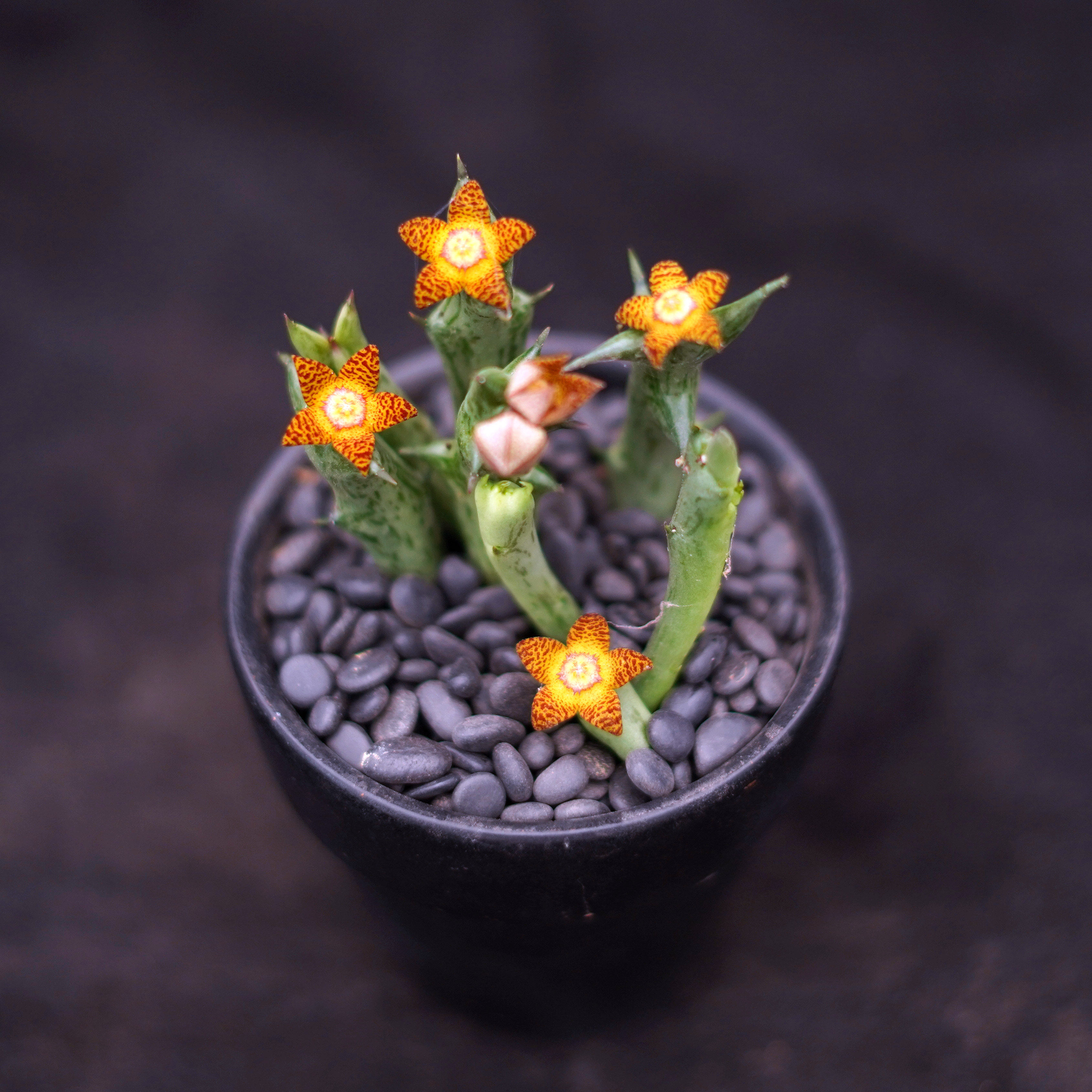 橙花斑纹豹皮花  开花大花美花丽花奇异萝藦科奇趣多肉植物