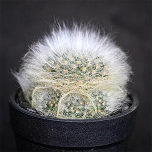 无刺丽光殿一物一拍乳突球属大花仙人球仙人掌多肉植物绿植盆栽