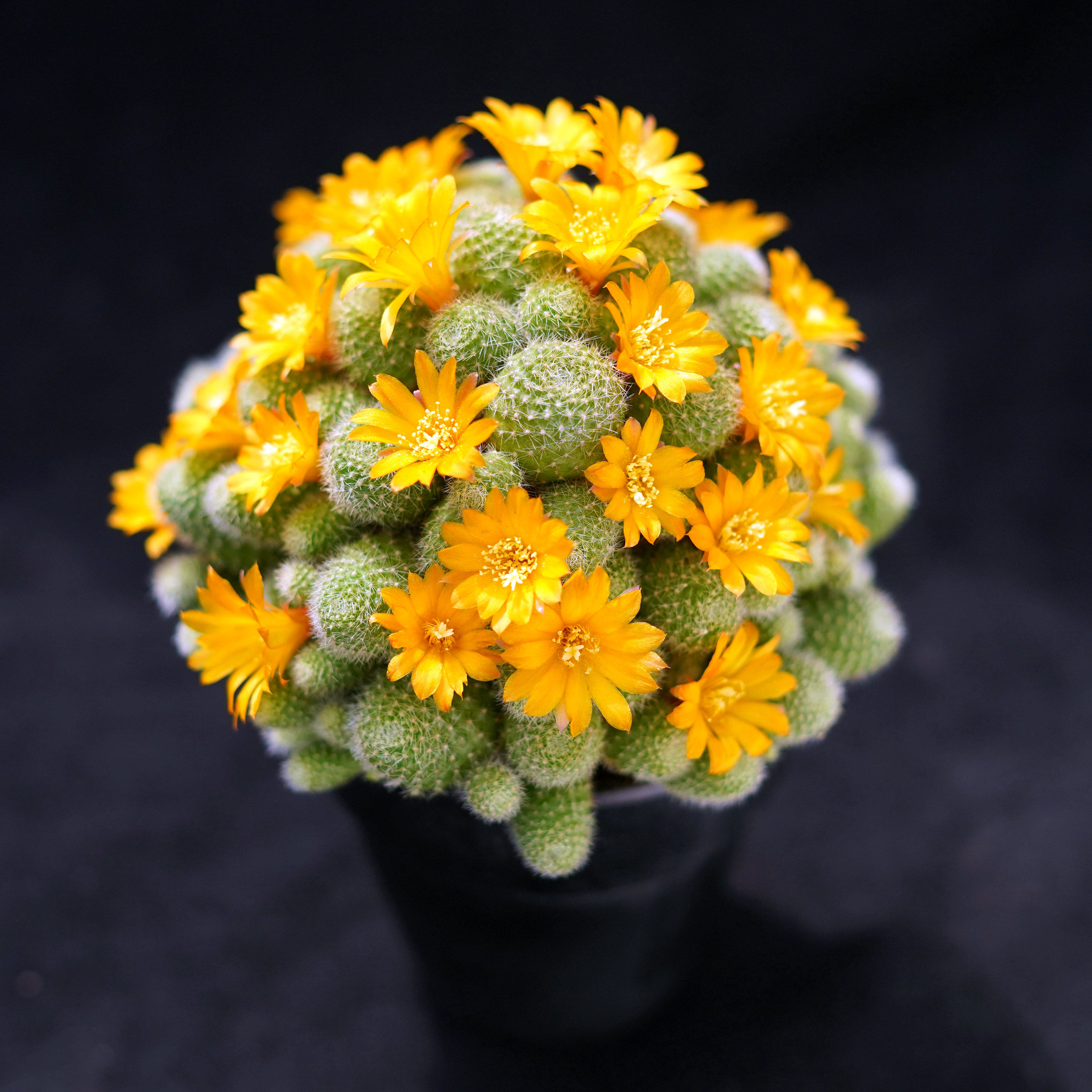 金蝶丸群生一物一拍宝山属子孙球属开花仙人球仙人掌多肉植物