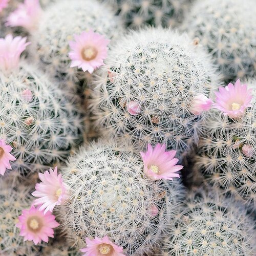 嘉文丸软刺不扎手白花仙人球