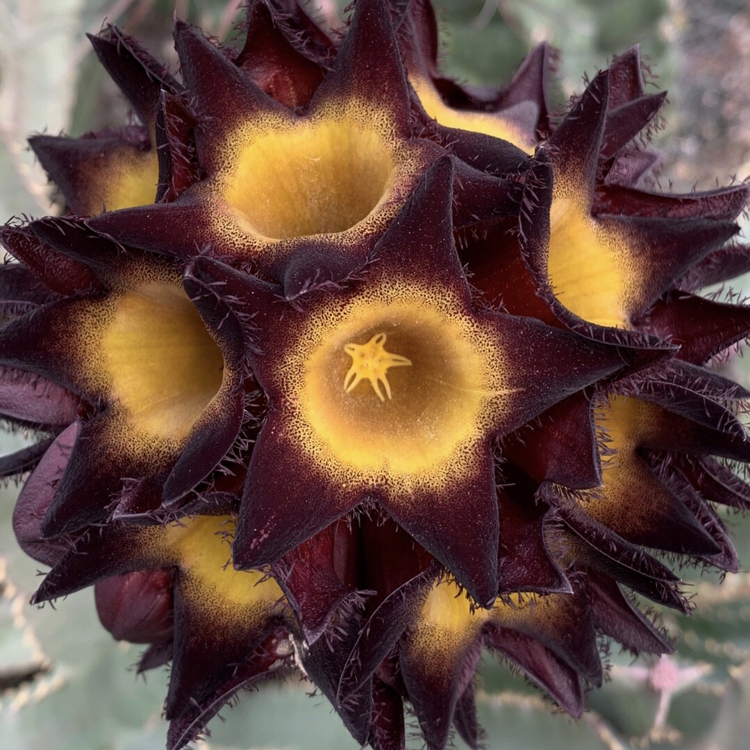 美丽水牛角多肉植物 白角萝藦科四萝藦唐人棒群生多头一物一拍