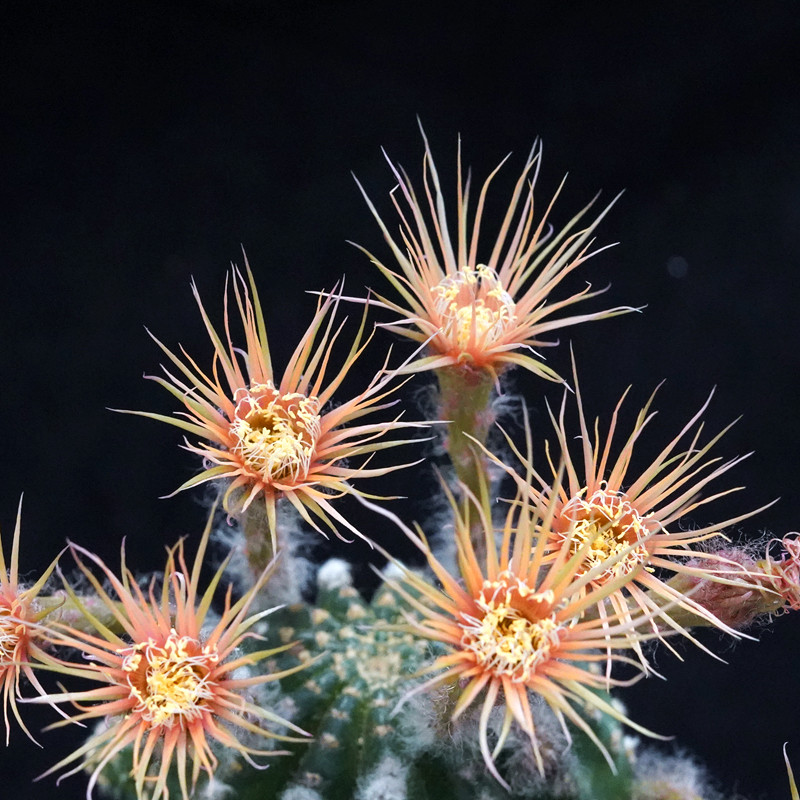 橙黄昭和 丽花属仙人球 大花美丽花色一物一拍勤开花多肉植物盆栽
