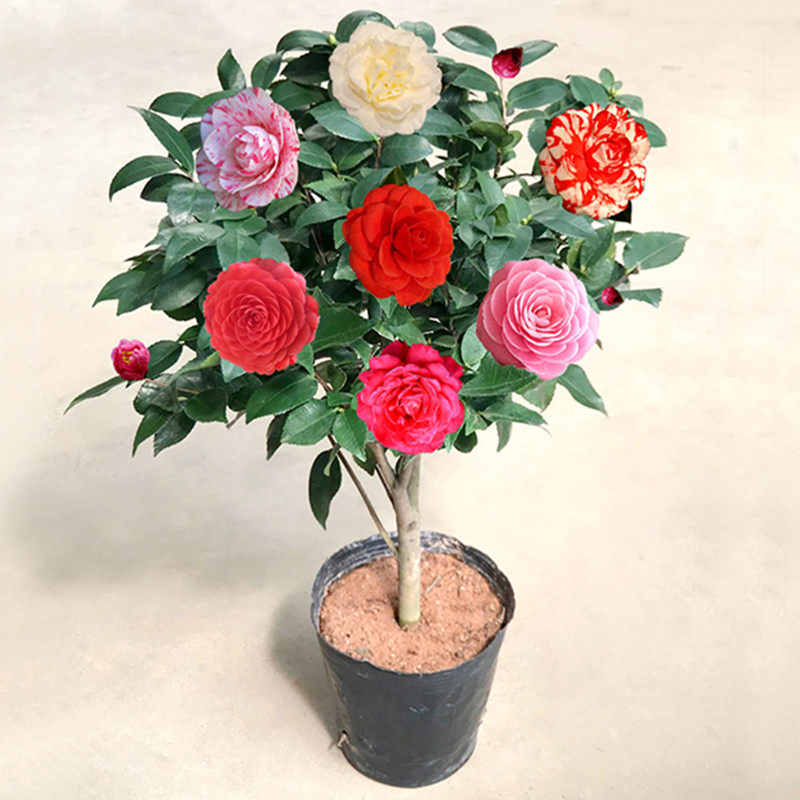 黄花苗红金梅茶金花茶苗茶梅花卉室内五色赤丹名贵四季开花不断冬