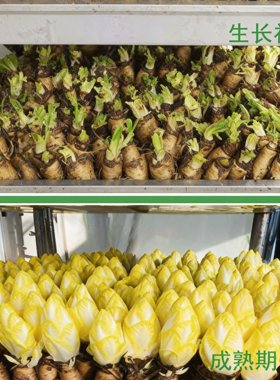 金玉兰菜根新鲜芽球菊苣菜根
