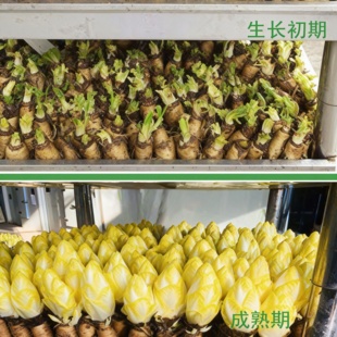 金玉兰菜根新鲜芽球菊苣菜根二次水培黄玉兰菜根菊苣根顺丰包邮