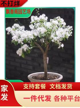 浓香型流苏树苗室外庭院植物庭院