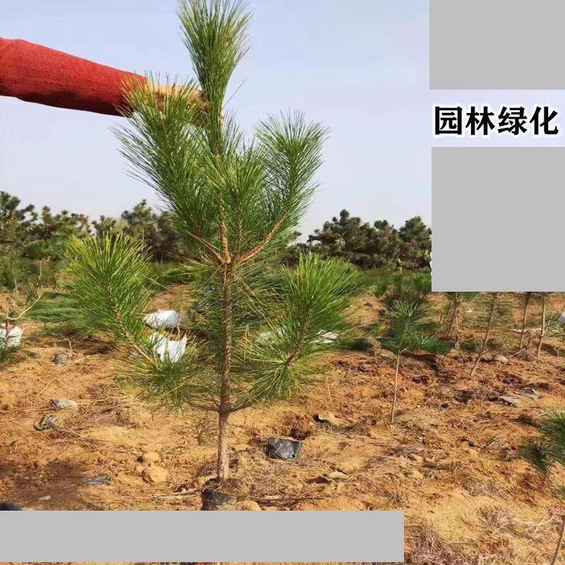 松树耐寒大树苗木苗工程苗油松图片