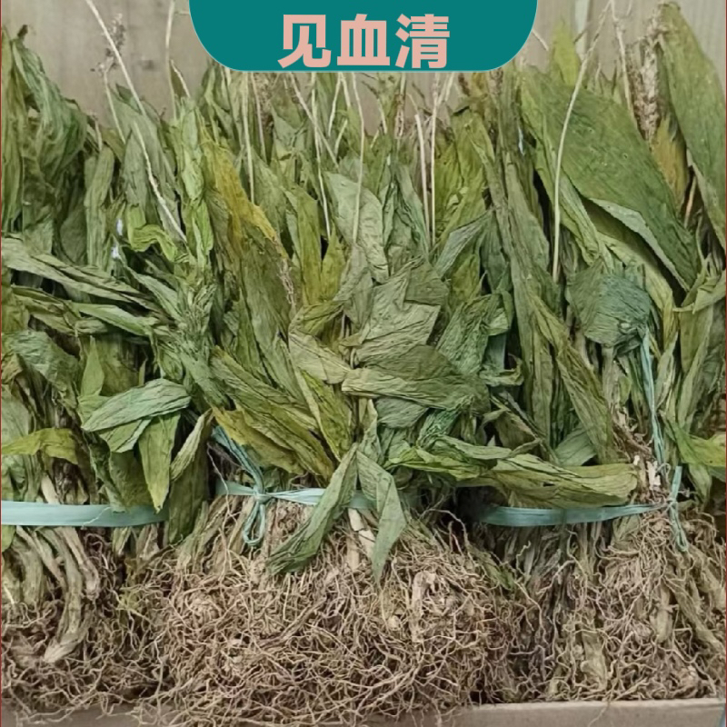 见血清 中药材见雪清整株全草包邮食用 见血青 羊耳蒜立地好