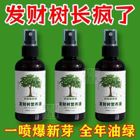 發(fā)財樹營養(yǎng)液專用肥料治黃葉爛根