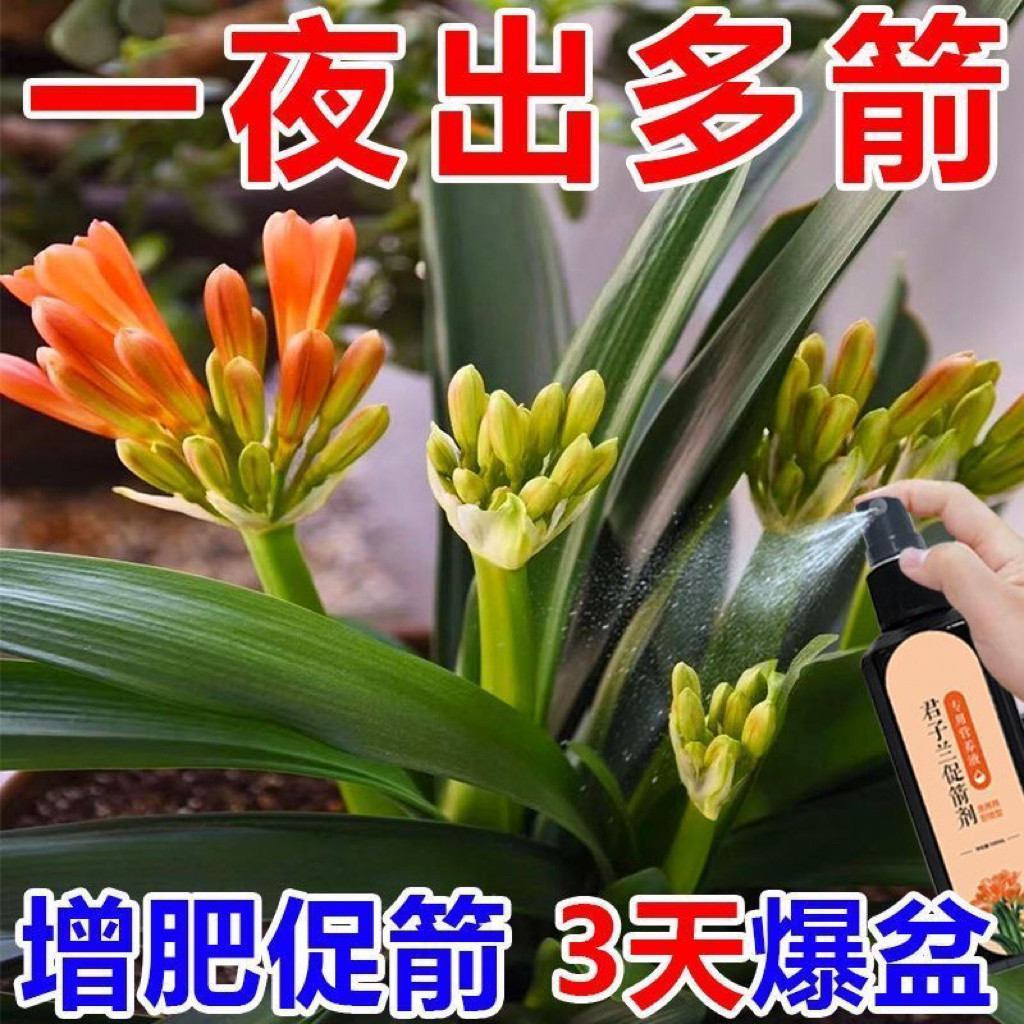 君子兰专用营养液促箭拔箭促开花专用肥料叶面肥免稀释液水溶体肥
