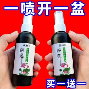 碗莲肥料碗莲营养液睡莲专用营养液促进开花 肥料水培荷花专用肥