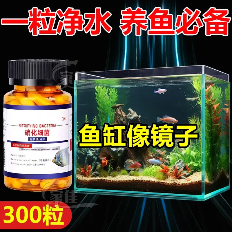 硝化细菌鱼缸用专用胶囊净水剂颗粒活菌干粉水质稳定净化水族鱼用