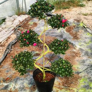 杜鹃花盆栽造型游龙盆景室内室外绿植花卉杨梅红樱桃红西玛小桃红