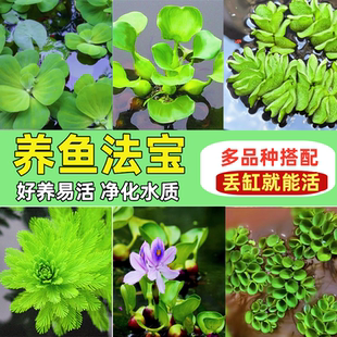 浮萍水草植物鱼缸造景冒泡水生水培植物水芙蓉水葫芦净水质真水草