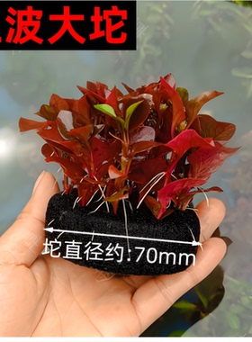 红波大坨草红色植物中后景懒人易养大小坨水草鱼缸造景生态缸好养