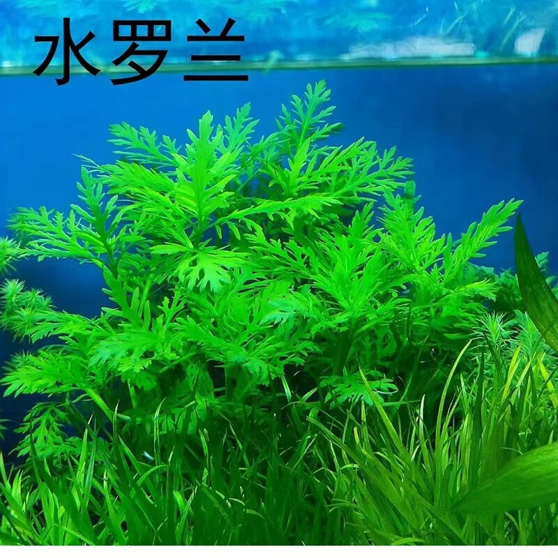 水罗兰坨草鱼缸造景阴性淡水