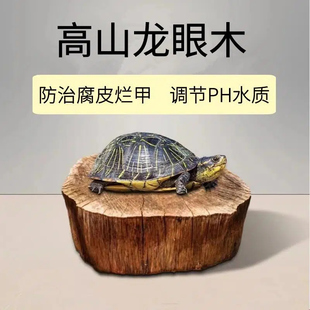 乌龟免煮龙眼木晒背台爬台高水位天然龙眼木防烂甲腐皮造景摆件