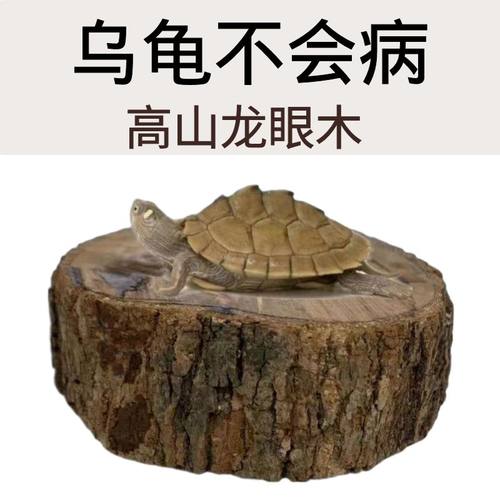 家用造景摆件乌龟爬台龙眼木生态