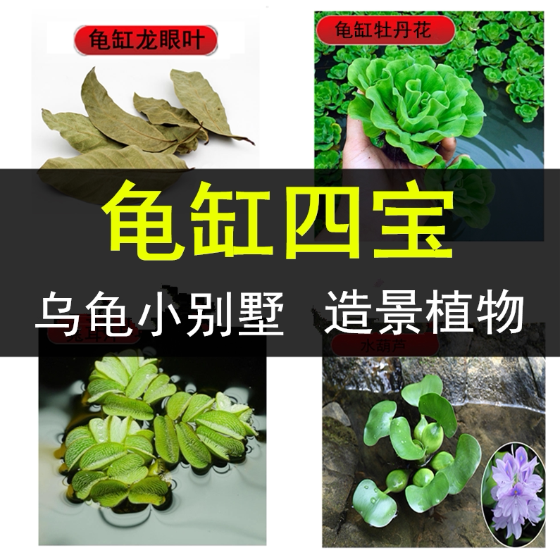 乌龟缸造景植物房子小别墅饲养图片