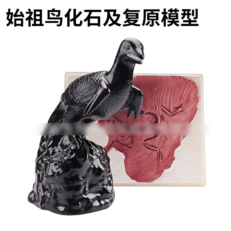 始祖鸟化石及复原模型33301鸟的起源进化论古生物学实验器材教具