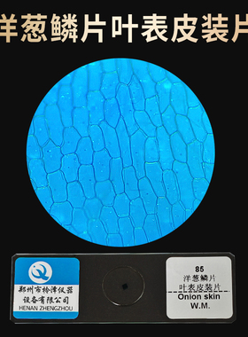 洋葱鳞片叶表皮装片生物切片涂片小学初中高中生物科学实验显微镜