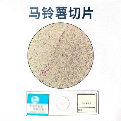 马铃薯切片生物切片涂片小学初中高中生物科学实验切片
