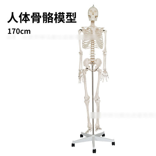 人体骨骼模型170cm带支架关节可活动拆卸全身骨骼大白骷髅标本