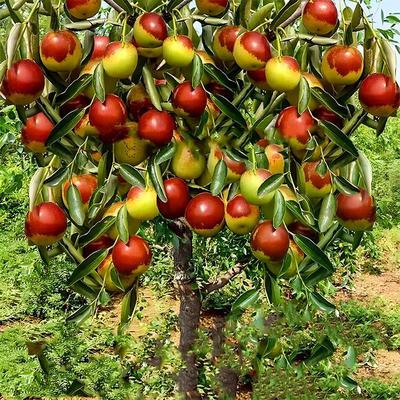 枣树活苗大冬枣嫁接大南