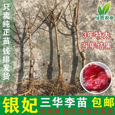 广东信宜钱排银妃三华李苗嫁接树苗 酸脆青李子苗当年结果包邮