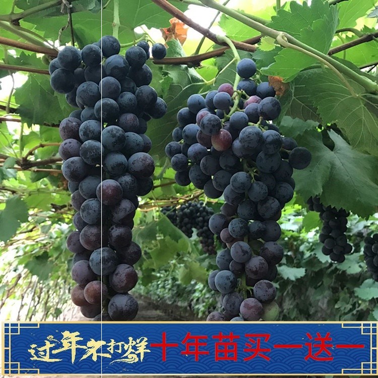 巨峰蓝宝石爬藤大葡萄苗南方盆栽葡萄树苖地栽种植果树苗结果当年