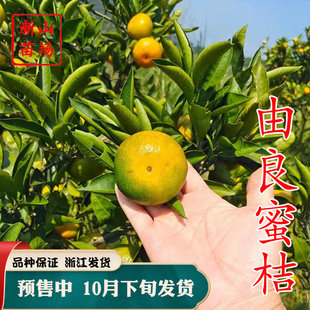 【由良蜜桔苗】无核黄岩涌泉蜜橘早熟宫川本地早日南柑橘子树苗